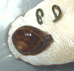 snail writes the figure '69' 